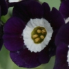 Primula Auricula Blue Jean - Abriachan Nurseries
